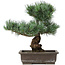 Pinus parviflora, 40 cm, ± 25 anni