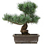 Pinus parviflora, 40 cm, ± 25 years old