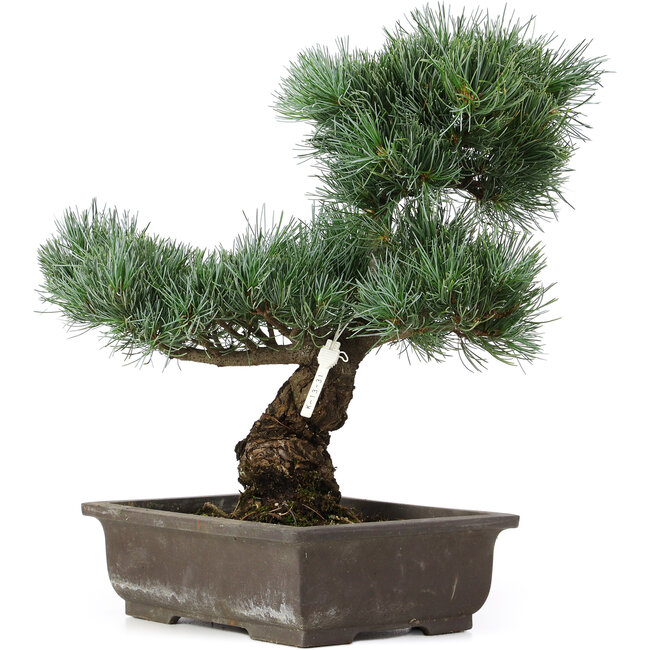 Pinus parviflora, 40 cm, ± 25 ans