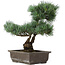 Pinus parviflora, 40 cm, ± 25 jaar oud