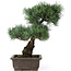 Pinus parviflora, 40 cm, ± 25 jaar oud