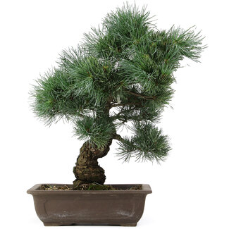 Pinus parviflora, 42 cm, ± 25 jaar oud