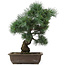 Pinus parviflora, 42 cm, ± 25 anni