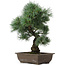 Pinus parviflora, 42 cm, ± 25 jaar oud