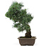 Pinus parviflora, 42 cm, ± 25 Jahre alt