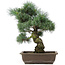 Pinus parviflora, 42 cm, ± 25 anni