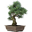 Pinus parviflora, 42 cm, ± 25 anni