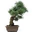 Pinus parviflora, 42 cm, ± 25 anni