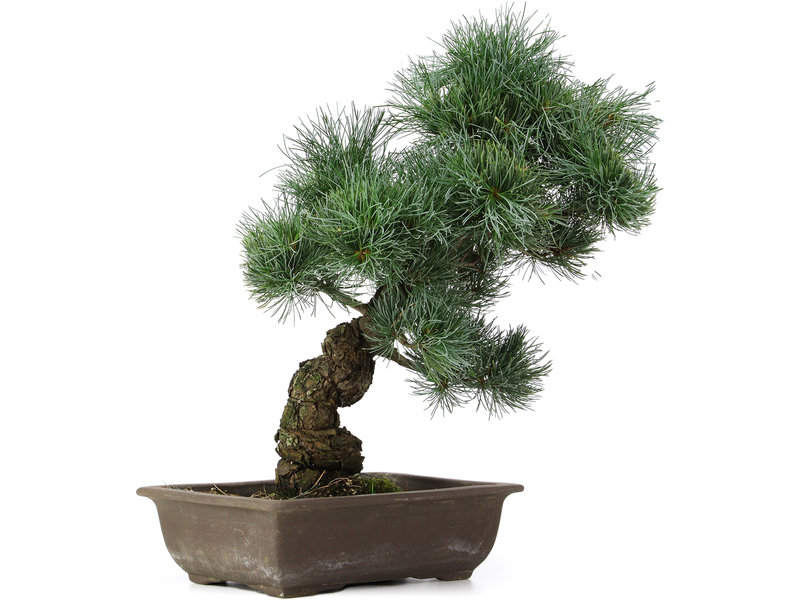 Pinus parviflora, 42 cm, ± 25 jaar oud