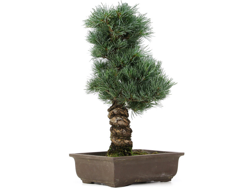 Pinus parviflora, 45 cm, ± 25 jaar oud