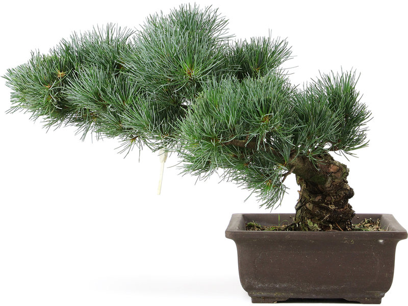 Pinus parviflora, 32 cm, ± 25 jaar oud