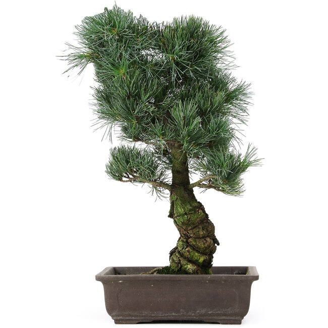 Pinus parviflora, 47 cm, ± 25 jaar oud