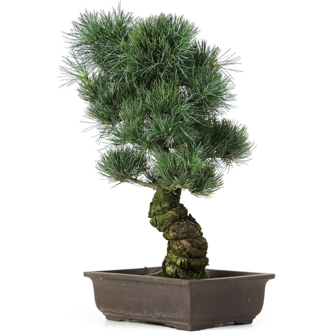 Pinus parviflora, 47 cm, ± 25 años