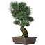 Pinus parviflora, 47 cm, ± 25 jaar oud