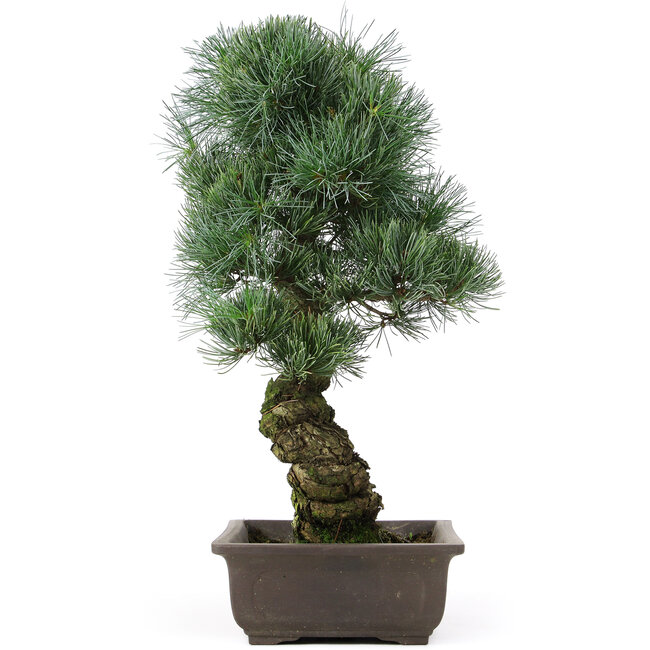Pinus parviflora, 47 cm, ± 25 años