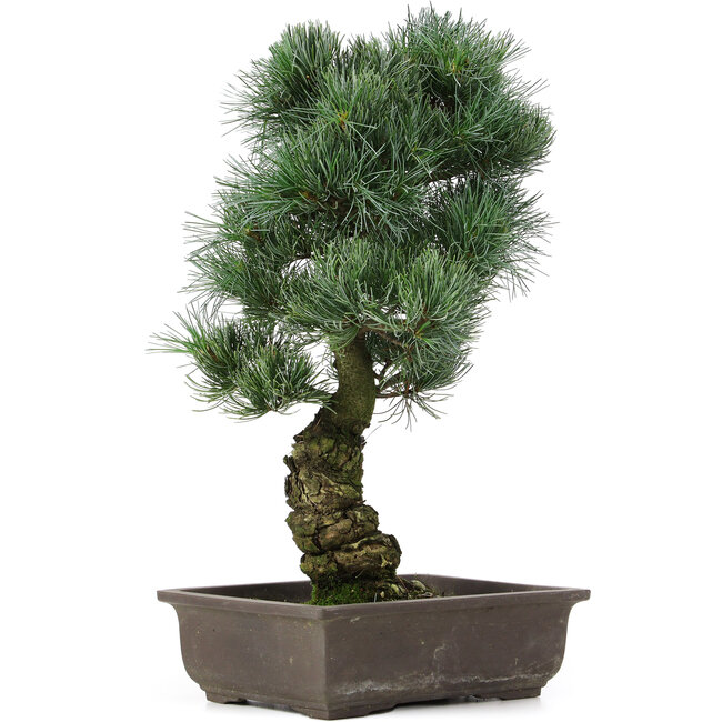 Pinus parviflora, 47 cm, ± 25 ans