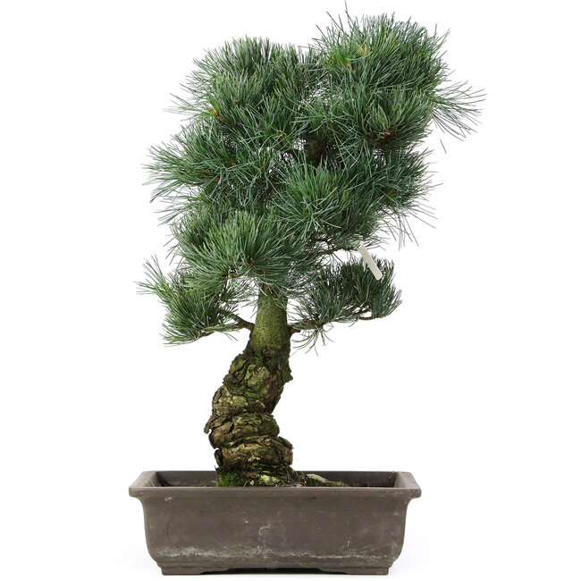 Pinus parviflora, 47 cm, ± 25 jaar oud