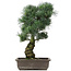 Pinus parviflora, 47 cm, ± 25 jaar oud