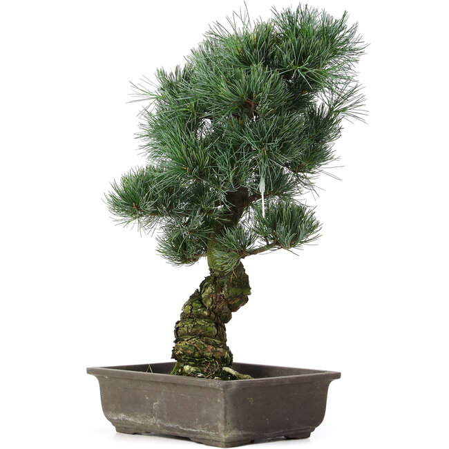 Pinus parviflora, 47 cm, ± 25 jaar oud