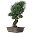 Pinus parviflora, 47 cm, ± 25 jaar oud