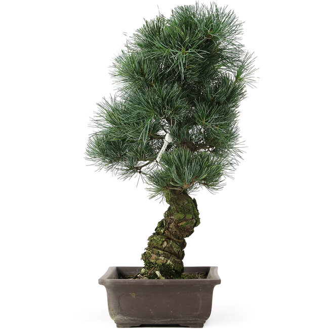 Pinus parviflora, 47 cm, ± 25 años