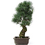 Pinus parviflora, 47 cm, ± 25 anni