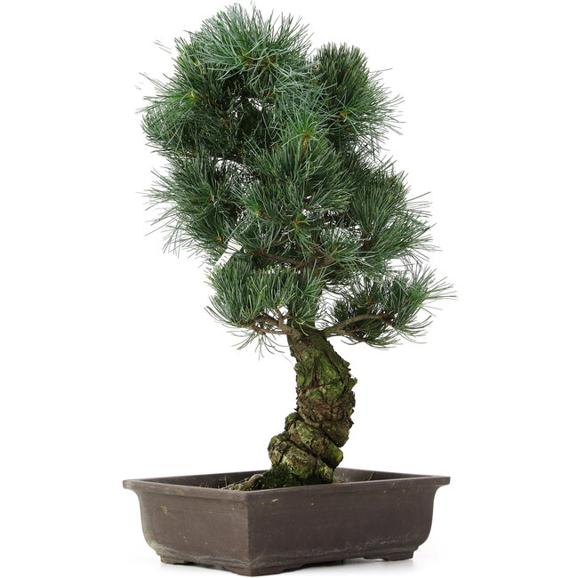 Pinus parviflora, 47 cm, ± 25 años