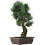 Pinus parviflora, 47 cm, ± 25 jaar oud