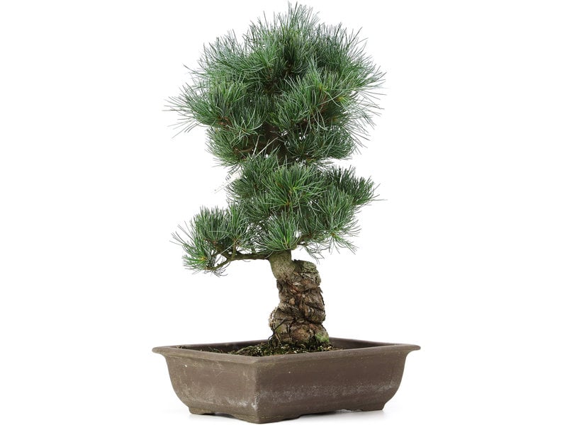 Pinus parviflora, 43 cm, ± 25 jaar oud