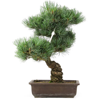 Pinus parviflora, 44 cm, ± 25 anni