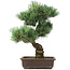 Pinus parviflora, 44 cm, ± 25 anni