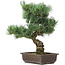 Pinus parviflora, 44 cm, ± 25 Jahre alt