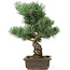 Pinus parviflora, 44 cm, ± 25 anni