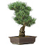 Pinus parviflora, 44 cm, ± 25 jaar oud