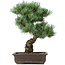 Pinus parviflora, 44 cm, ± 25 anni