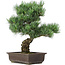 Pinus parviflora, 44 cm, ± 25 Jahre alt