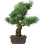 Pinus parviflora, 44 cm, ± 25 anni