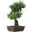 Pinus parviflora, 44 cm, ± 25 anni