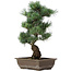 Pinus parviflora, 46 cm, ± 25 jaar oud