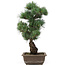 Pinus parviflora, 46 cm, ± 25 jaar oud