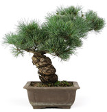 Pinus parviflora, 35 cm, ± 25 jaar oud
