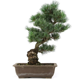 Pinus parviflora, 42 cm, ± 25 anni