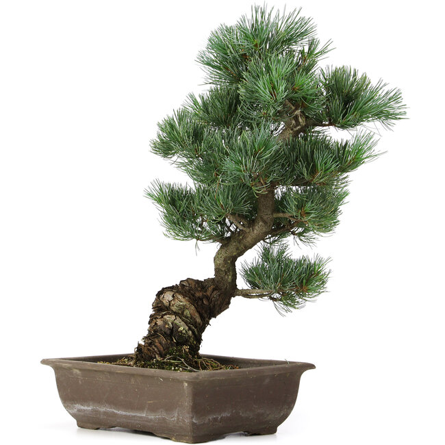 Pinus parviflora, 42 cm, ± 25 años