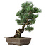 Pinus parviflora, 42 cm, ± 25 years old