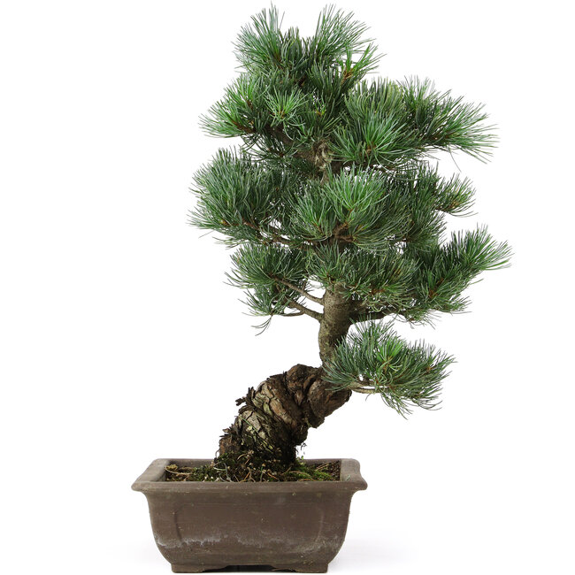 Pinus parviflora, 42 cm, ± 25 ans