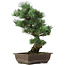 Pinus parviflora, 42 cm, ± 25 Jahre alt