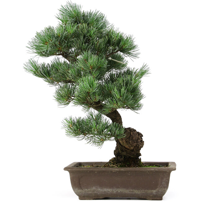 Pinus parviflora, 42 cm, ± 25 jaar oud