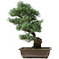 Pinus parviflora, 42 cm, ± 25 anni