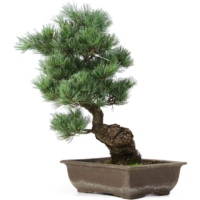 Pinus parviflora, 42 cm, ± 25 years old
