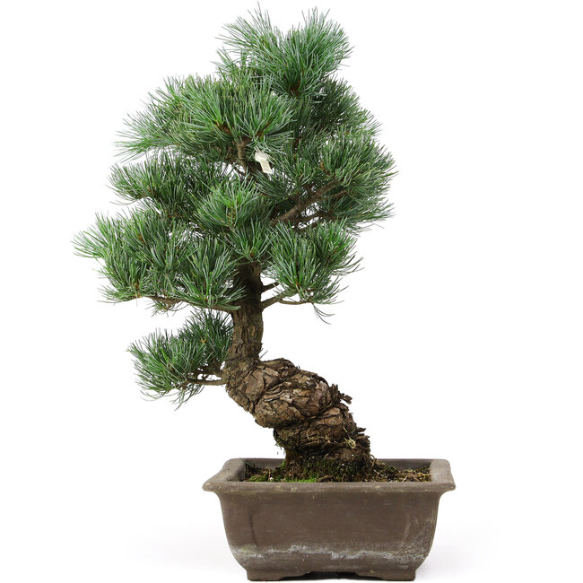 Pinus parviflora, 42 cm, ± 25 ans